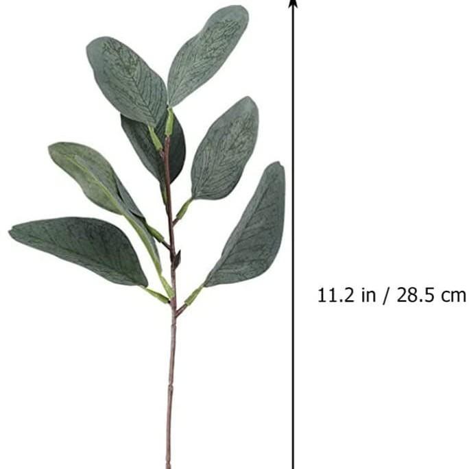 1 eucalyptus leaf without fruit