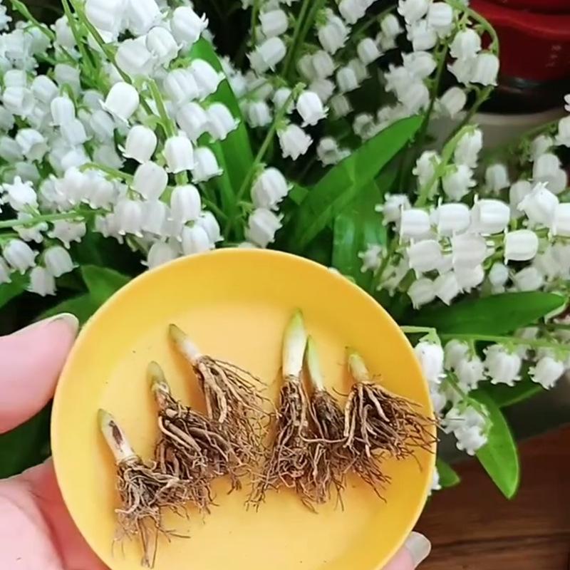 Lily of the Valley Seedlings with Buds Bloom Continuously in All Seasons. Lily of the Valley Bulbs Have Strong Fragrance and Are Perennial Balcony Flower Pots