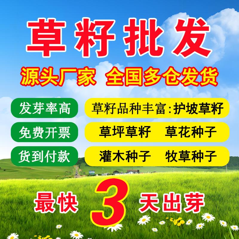 Grass seed Grass seed slope protection Grass seed engineering Lawn seed four seasons green greening Grass seed Ryegrass Bermudagrass root slope